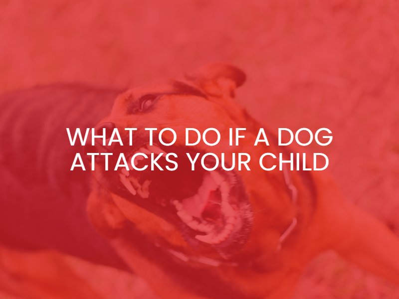 What to Do If a Dog Attacks Your Child
