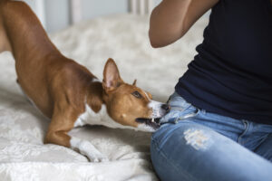 How Can Tillmann Law Help After a Dog Attack in Portland, OR? 